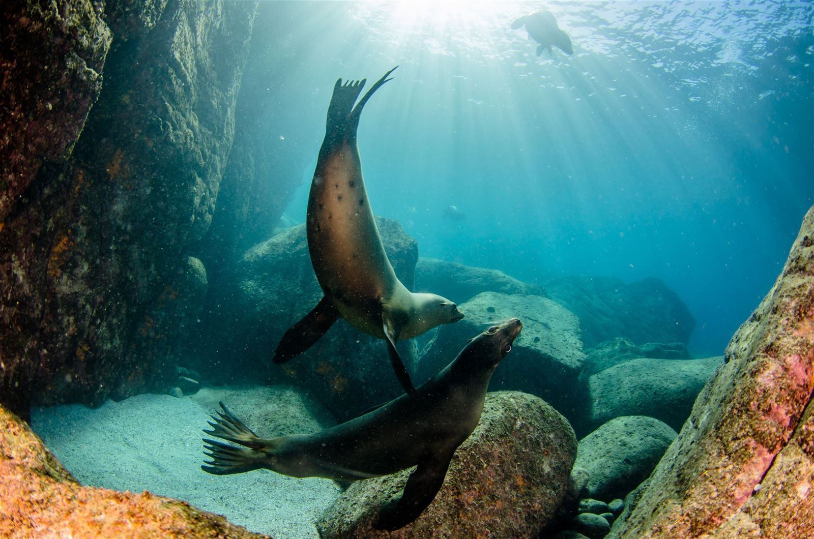 Mexiko Seelöwen Insel Espiritu Santo nahe La Paz
